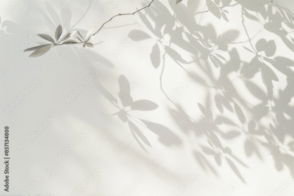 plan white wall with soft leaf shadows plan white wall with soft leaf shadows