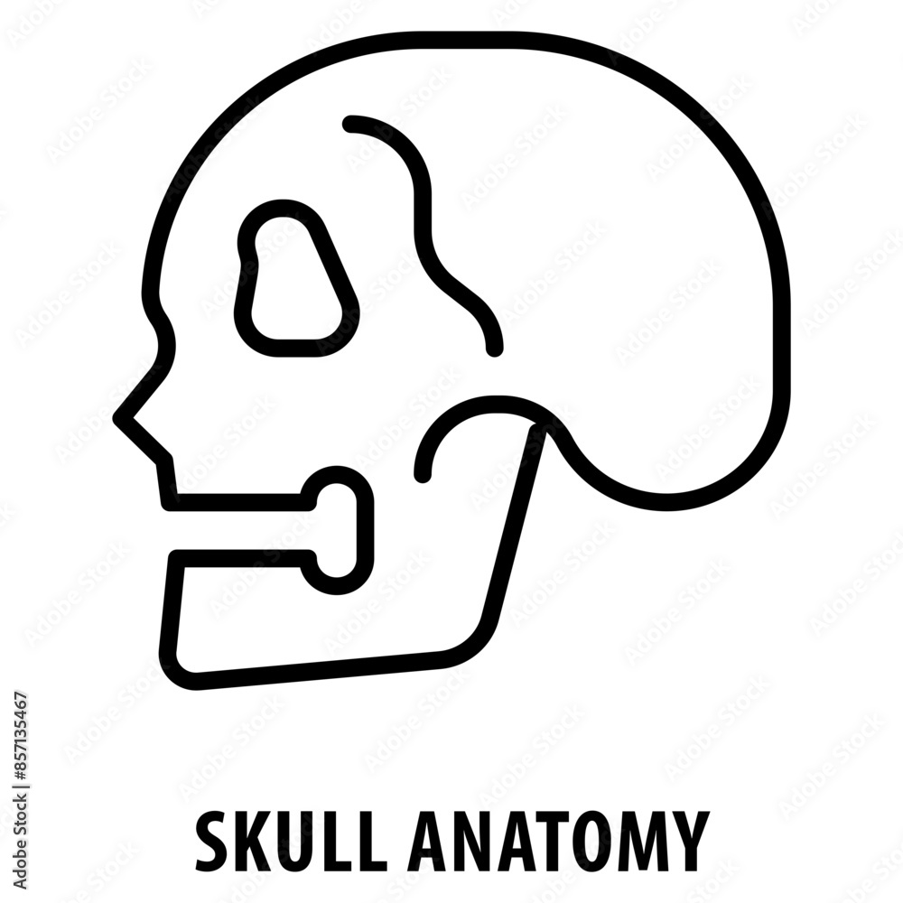 Skull Anatomy Icon simple and easy to edit for your design elements Skull Anatomy Icon simple and easy to edit for your design elements