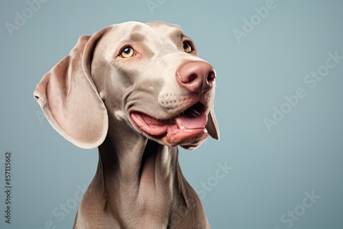 Portrait of a smiling weimaraner dog on blank studio backdrop © Markus Schröder