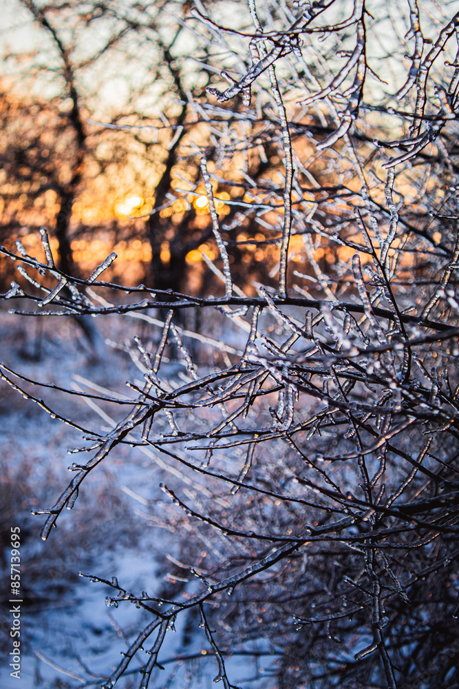Obraz premium Ice Coated Branches