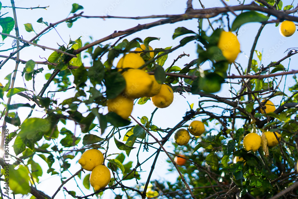 Lemon garden ready for harvest. Bunches of fresh yellow ripe lemons with green leaves. Lemon garden ready for harvest. Bunches of fresh yellow ripe lemons with green leaves.