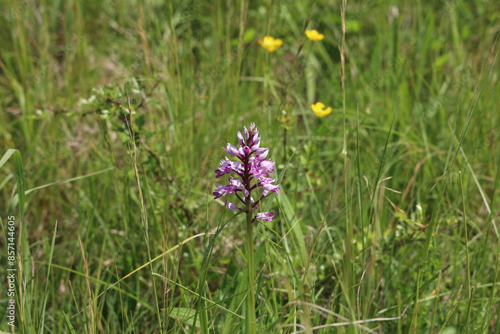 Orchis Militaris is a purple orchid in a meadow. Rare, endangered species Orchis Militaris is a purple orchid in a meadow. Rare, endangered species