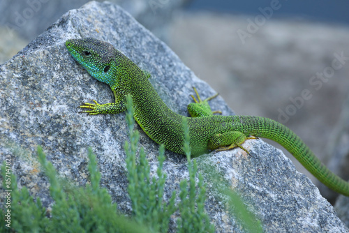 Green lizard lacerta viridis in summer garden on the stone. Small reptile outdoor