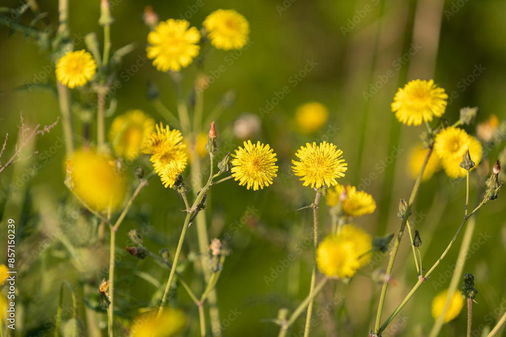 vista macro frontale con sfondo sfuocato di un gruppo di fiori gialli in un campo di campagna naturale, di giorno, in primavera vista macro frontale con sfondo sfuocato di un gruppo di fiori gialli in un campo di campagna naturale, di giorno, in primavera