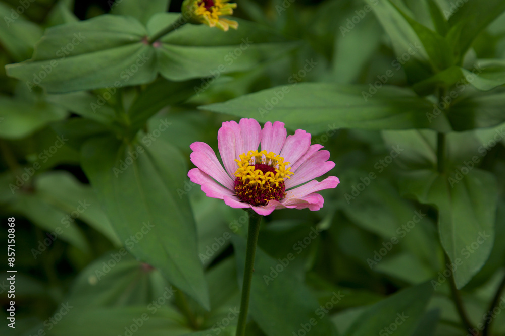 Pink flower in garden, zinnia flower, flower background. Pink flower in garden, zinnia flower, flower background.