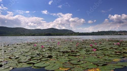 Dance among the water flowers, the water lilies of Lake Comabbio photo