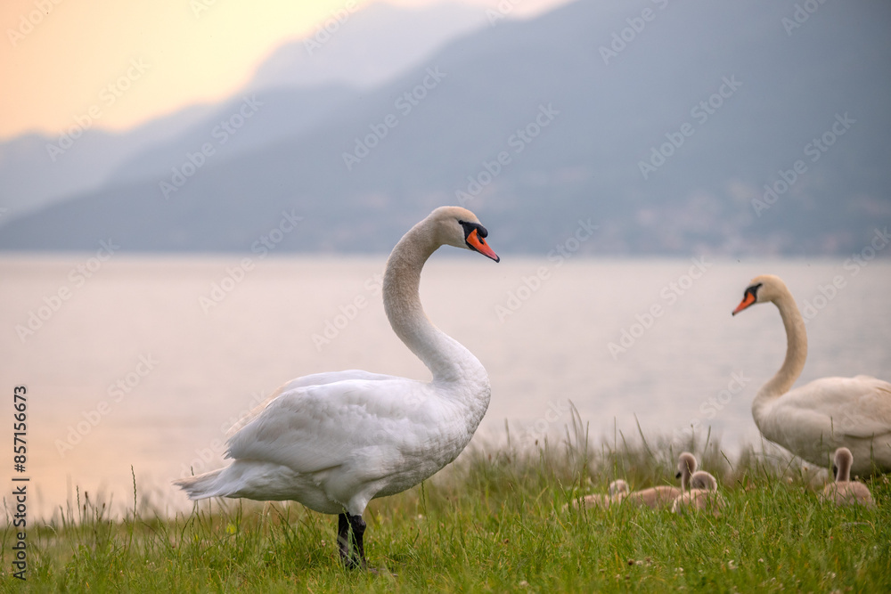 Famille de cygnes dans le lac de côme au nord de l'Italie