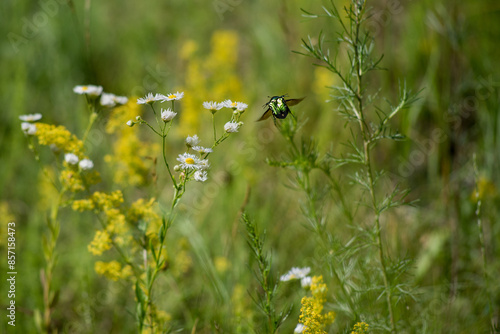 the green pearl beetle Cetonia arata Protaetia flies over the Erigeron daisy