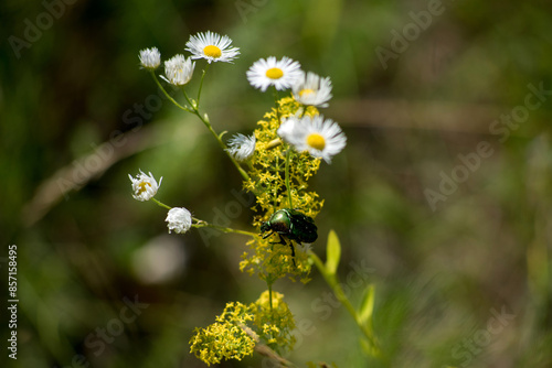 the green pearl beetle Protaetia seated on chamomile Erigeron