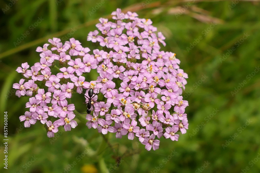 An ant feeding on the pollen of Achillea roseoalba (Tall Yarrow or Pink Rose Yarrow)
An ant feeding on the pollen of Achillea roseoalba (Tall Yarrow or Pink Rose Yarrow)