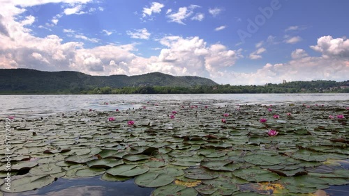  Spring landscape with water lilies on Lake Comabbio. photo