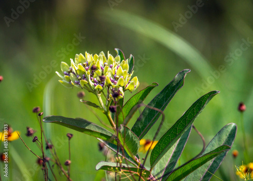 Green Antelopehorns along Clear Creek in Pearland, Texas