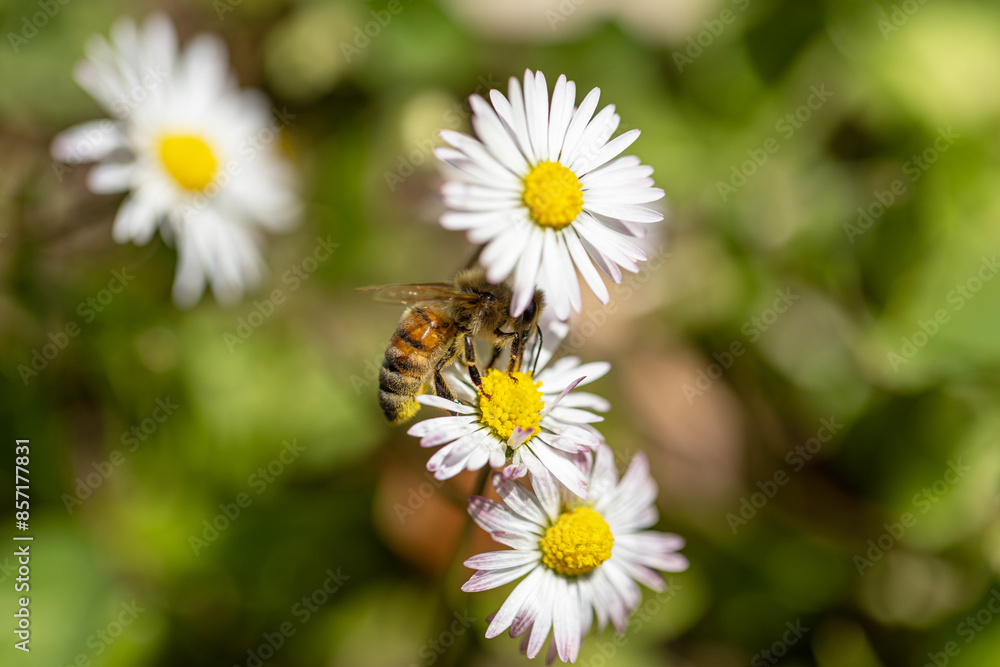 ape, vista da sopra, mentre impollina e si nutre da alcuni fiori bianchi e gialli, di giorno, illuminata dalla luce del sole, in un ambiente, naturale, su sfondo verde e sfuocato ape, vista da sopra, mentre impollina e si nutre da alcuni fiori bianchi e gialli, di giorno, illuminata dalla luce del sole, in un ambiente, naturale, su sfondo verde e sfuocato
