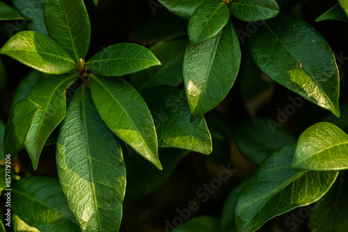 foglie di color verde scuro di un cespuglio, illuminate parzialmente di lato dalla luce del sole, viste di fronte photo