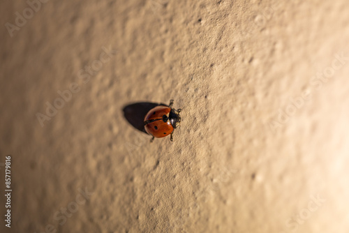 Fotografie coccinella color rosso e nero su muro arancione chiaro