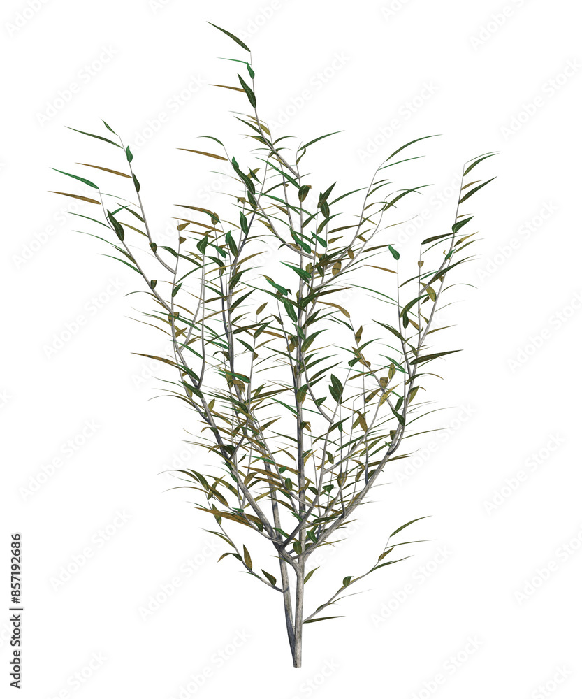 Fototapeta premium Albero con e senza foglie di vari colori verdi, gialle, rosse o, arancioni o multicolore fondo trasparente e isolato