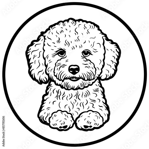 Bichon Frise