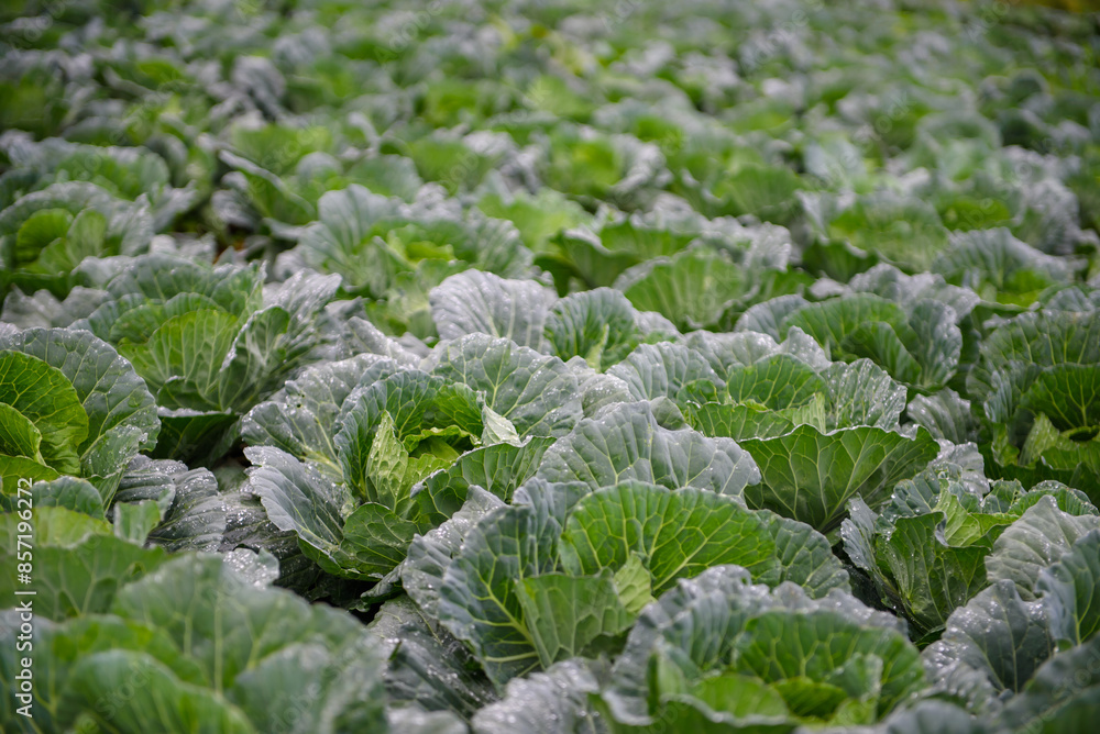 The farmer's cabbage field is about to be harvested. It looks fresh and delicious. The farmer's cabbage field is about to be harvested. It looks fresh and delicious.