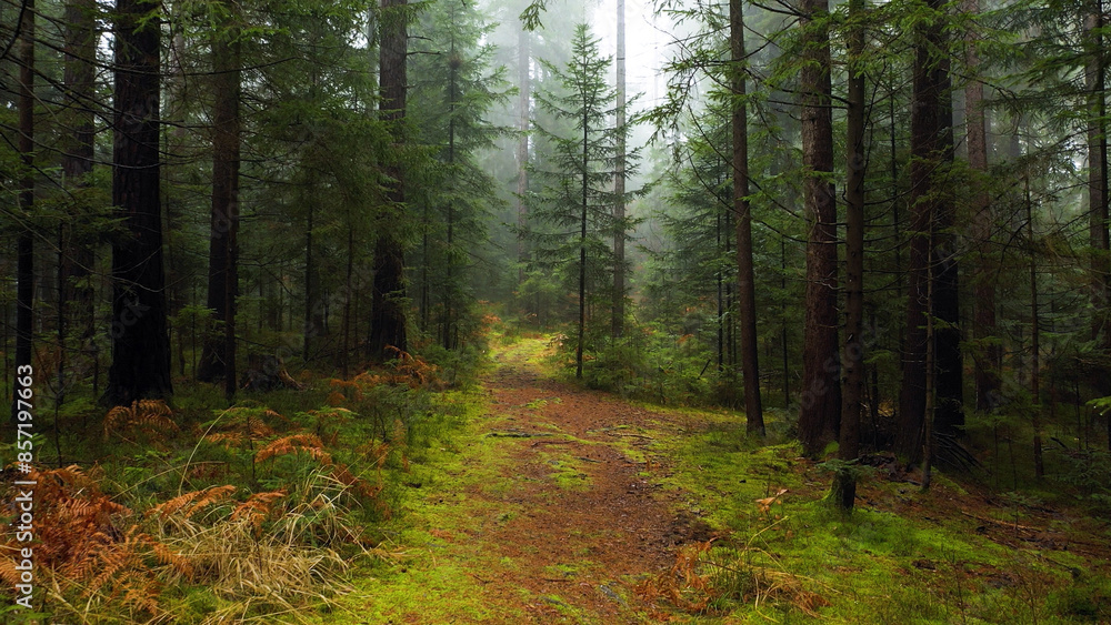 Fototapeta premium Magic green foggy evergreen woods with empty path. 