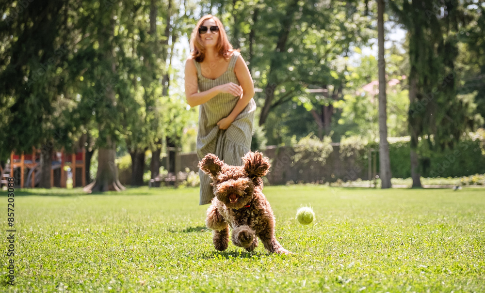 Joyful woman plays fetch with her energetic Maltipoo in lush park. Dog, captured mid-run with ears flapping, eagerly chases after tennis ball. Sunlight filters through trees during perfect day. Joyful woman plays fetch with her energetic Maltipoo in lush park. Dog, captured mid-run with ears flapping, eagerly chases after tennis ball. Sunlight filters through trees during perfect day.