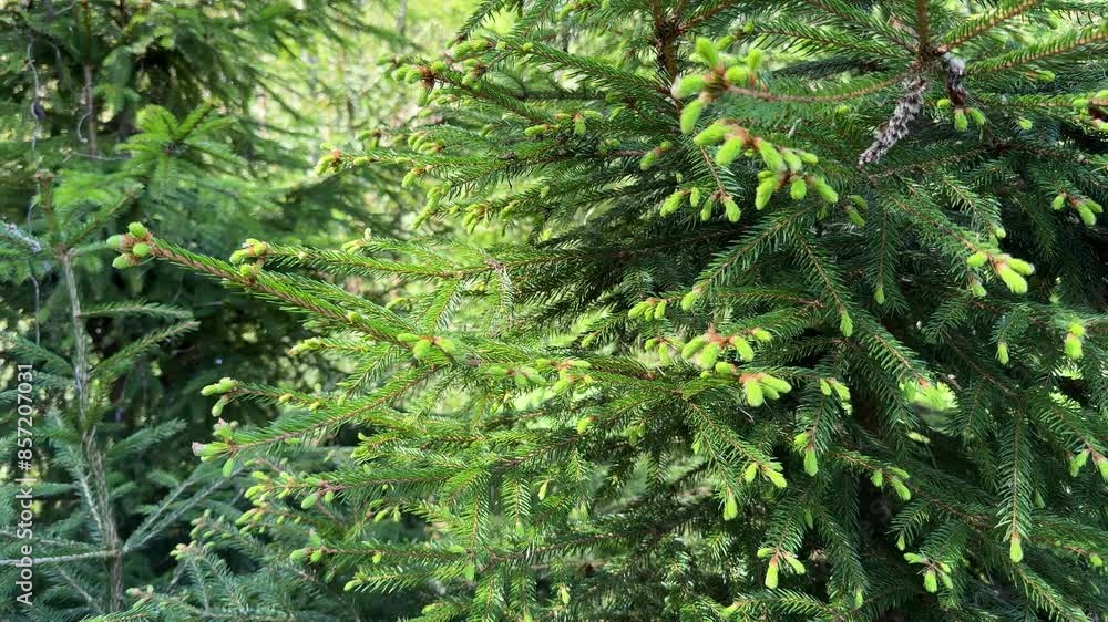 Young shoots of spruce sway in the backlight. Young shoots of spruce sway in the backlight.
