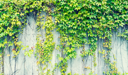 Картината върху платно Ivy Creeper colorful leaves on a wall of a house