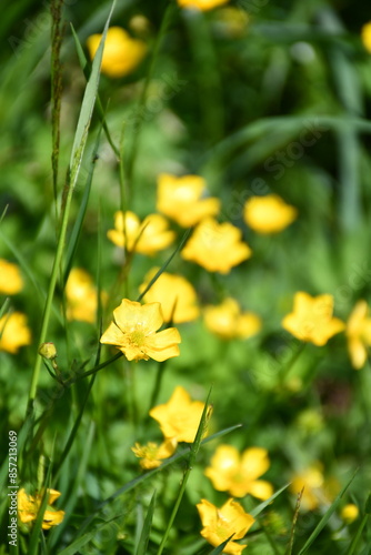 yellow flowers in the garden