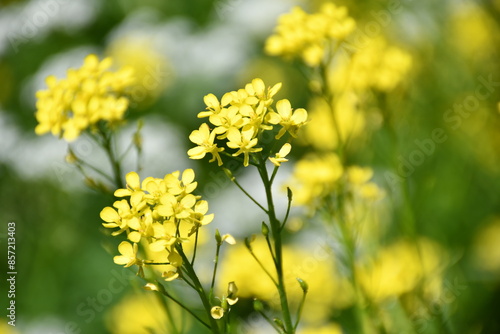 yellow flowers in the garden