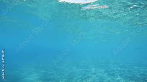 Wallpaper Mural Fish swimming into a Crystal clear waters of the sea Torontodigital.ca