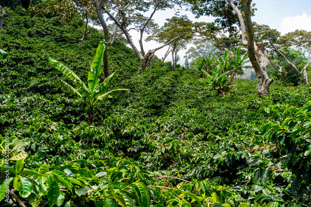 A picturesque mountain slope in Panama, located in Central America, featuring beautifully arranged terraces that are meticulously cultivated with rows of coffee plants A picturesque mountain slope in Panama, located in Central America, featuring beautifully arranged terraces that are meticulously cultivated with rows of coffee plants