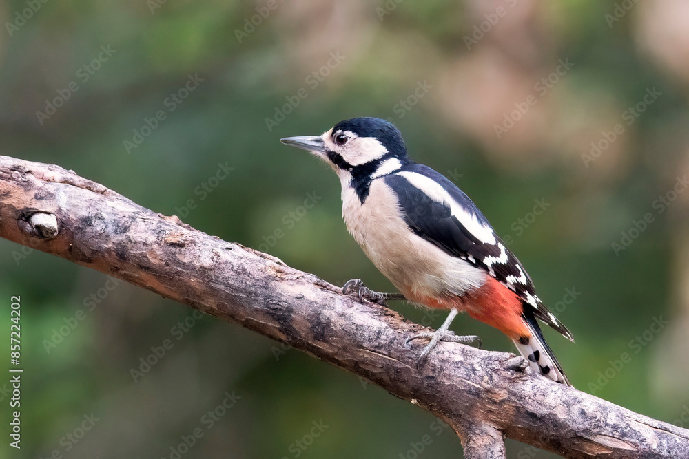 Obraz premium Picchio rosso