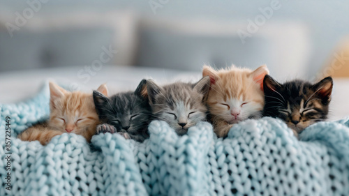 Five adorable kittens snuggled together in a cozy knitted blanket photo