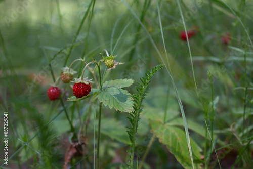 Wild strawberry bush surrounded by delicate thin stems of grass, blurred background, close-up