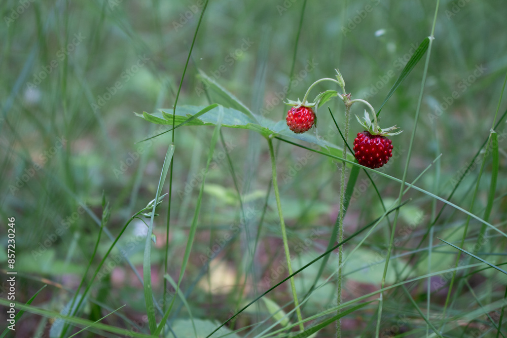 Wild strawberry bush surrounded by delicate thin stems of grass, blurred background, close-up Wild strawberry bush surrounded by delicate thin stems of grass, blurred background, close-up