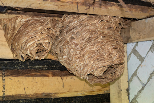 The hornets built two nests.