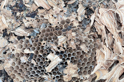 The nest that the hornets built.