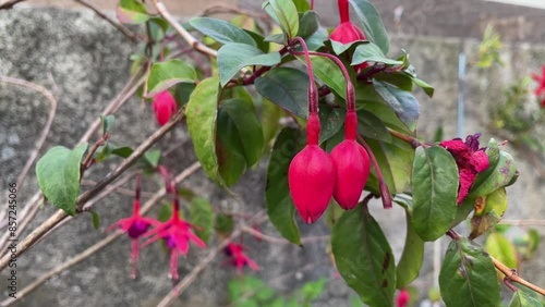 Two buds of hybrid fuchsia, unclosed, unsprouted photo