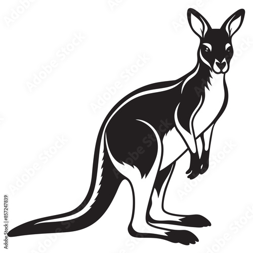 kangaroo illustration