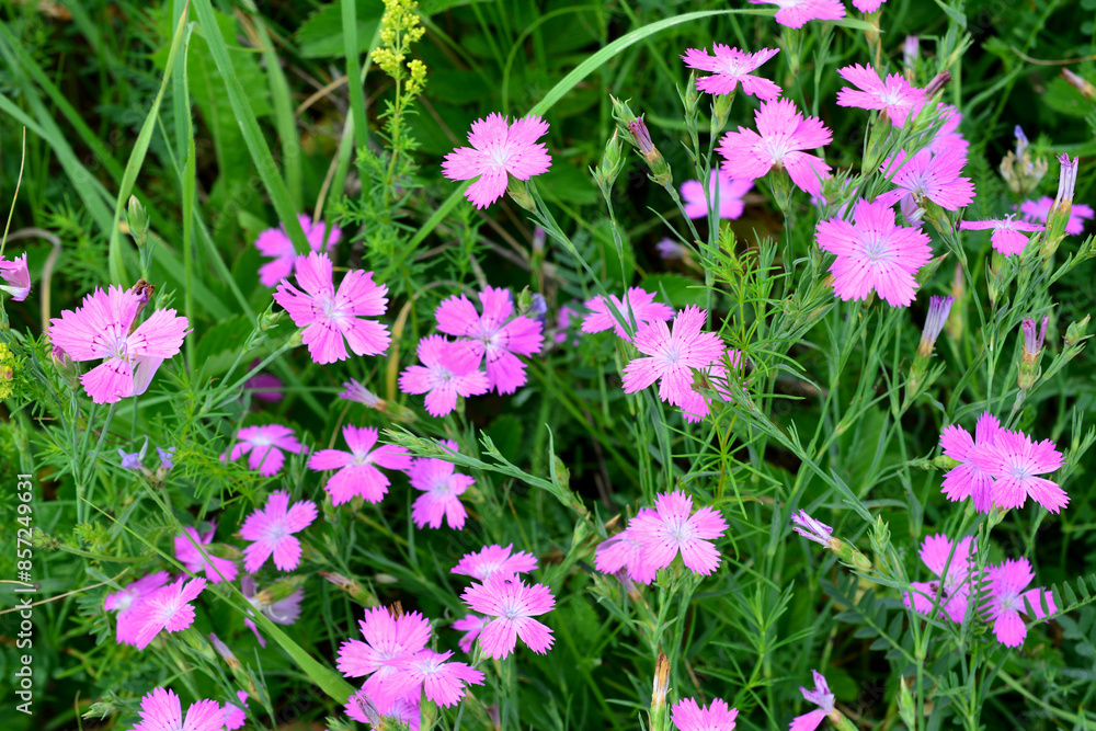 a field of pink carnation flowers with green grass wallpaper a field of pink carnation flowers with green grass wallpaper