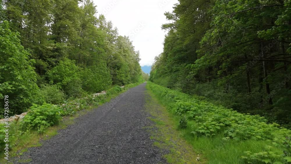 Forest Trail Forest Trail