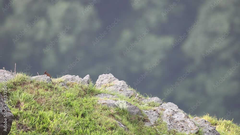 Himalayan Monal