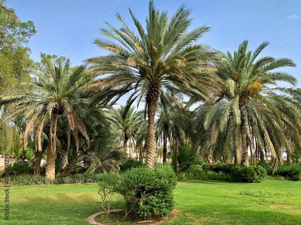 palm trees in the garden palm trees in the garden