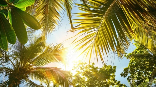 Leaves of palm trees under sunlight