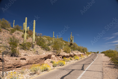 Obraz na płótnie Saguaro cacti and blooming brittlebush on the road to Sentinel Peak in Tucson, A