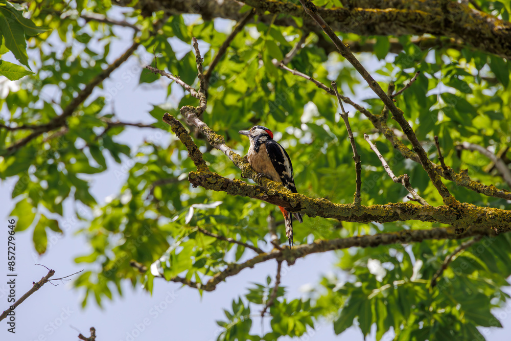 A great spotted woodpecker on the branches of a street tree in Bobingen A great spotted woodpecker on the branches of a street tree in Bobingen