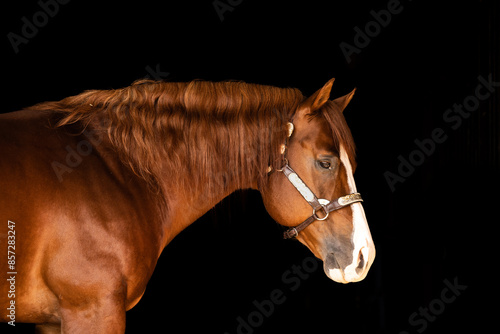 Quarter Horse Stallion headshot portrait silver show halter