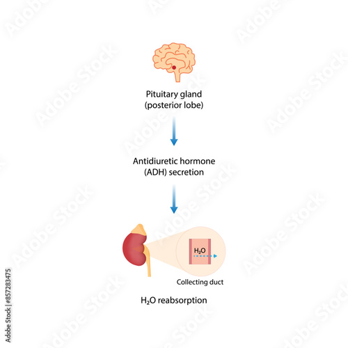 Pituitary gland, posterior lobe. Antidiuretic hormone, ADH. Vasopressin. Vector illustration.