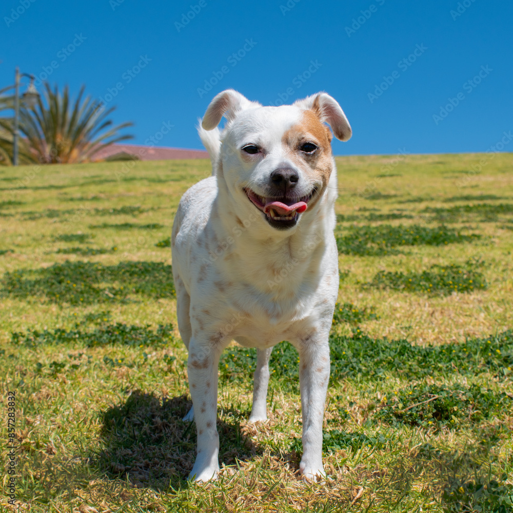A happy dog enjoying the day at the park. A happy dog enjoying the day at the park.