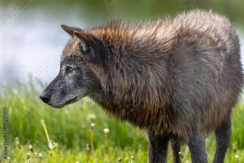 Wallpaper Mural A close up to a gray wolf, a majestic wolf with a thick, dark fur coat gazes intently to the side. The lush green grass and blurred water in the background highlight its striking yellow eyes. Torontodigital.ca