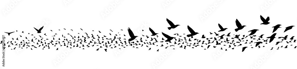 Obraz premium Silhouette of a flock of birds, vector illustration on transparent or white background